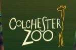  Colchester Zoo 프로모션